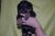 Puppies J